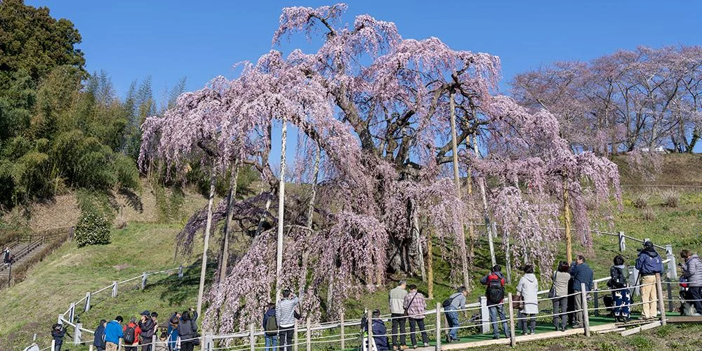 三春滝桜